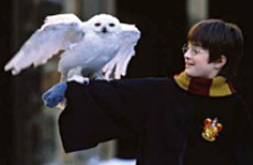 Harry und Hedwig